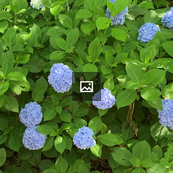 Hydrangeas at Mobara Park