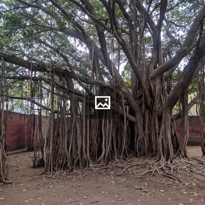 Banyan Tree in Pune