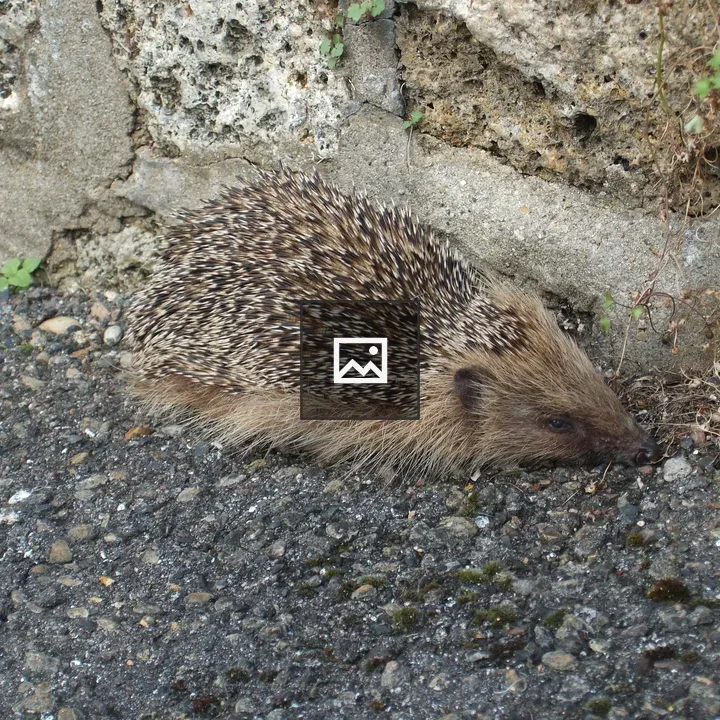 Hedgehog on Ground