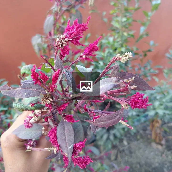 Hand with pink and purple flowers