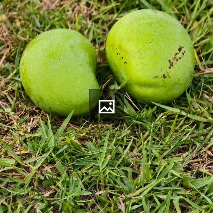 Two green mangoes on grass
