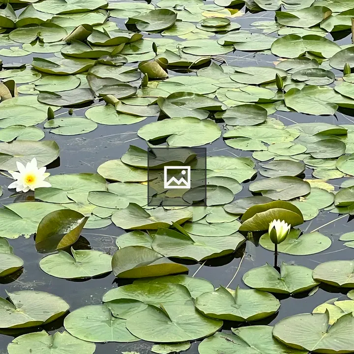 Pond with lily pads and lilies