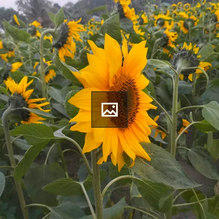 Sunflower in Bloom