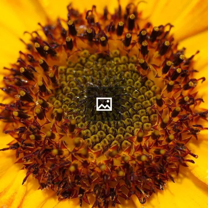Sunflower Inflorescence Close-up