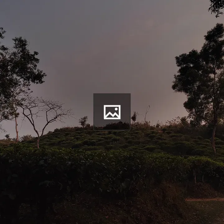 Tea Garden at Sunset