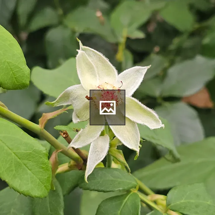 Center of a rose after petals fall