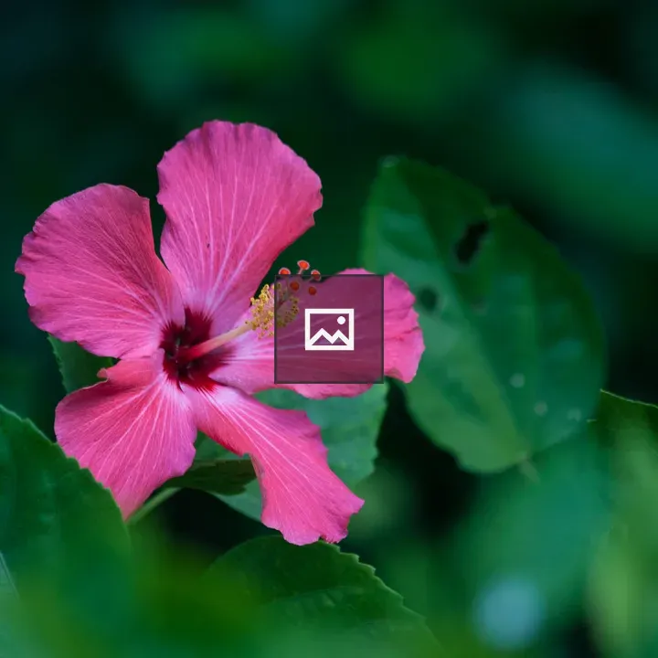 Hibiscus Flower Closeup