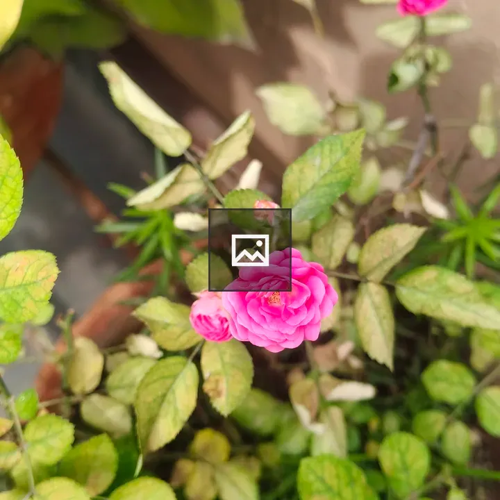 Pink rose bloom close-up