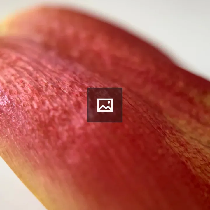 Tulip petal curling down