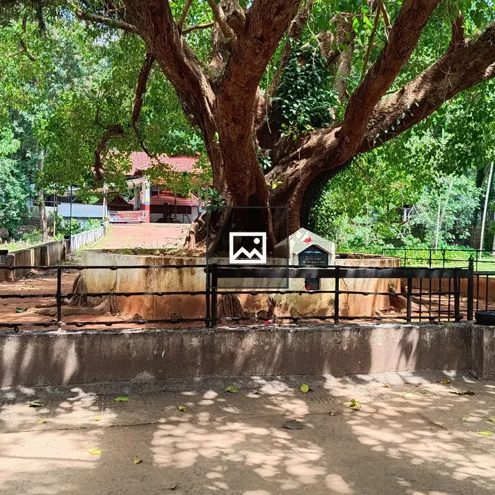 Banyan Tree in Front of Temple