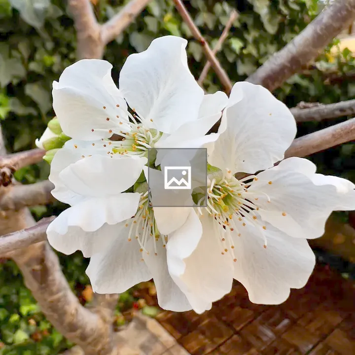 White cherry blossom close-up