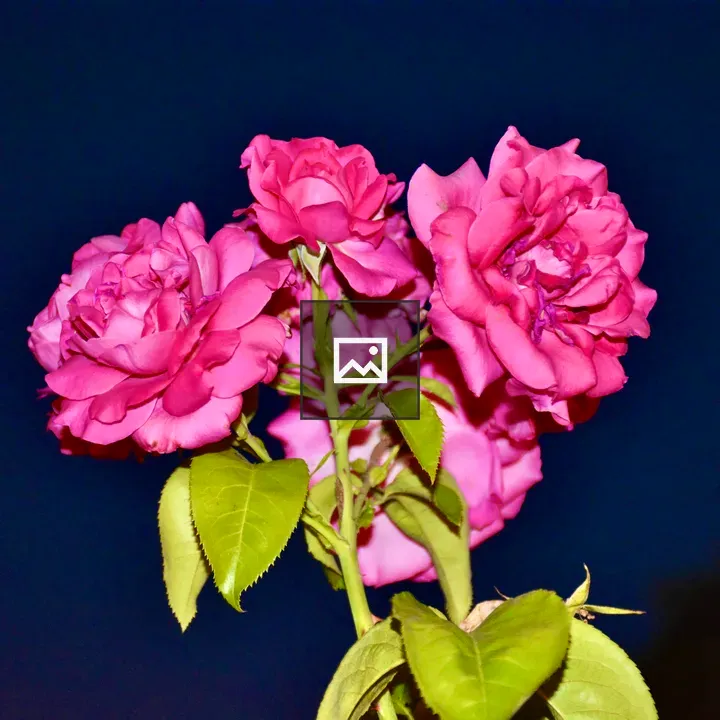 Night Rose Flowers