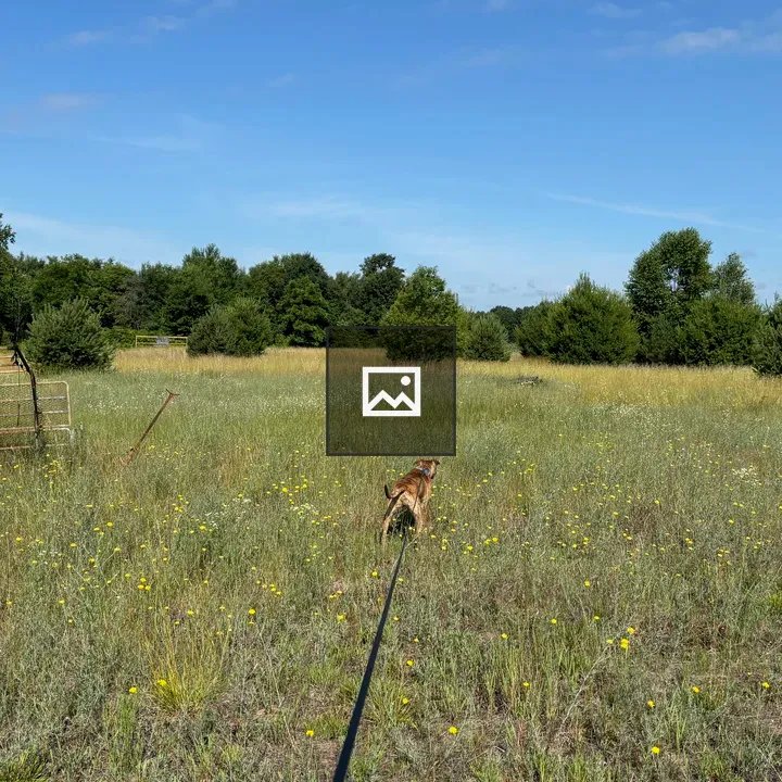 Dog in Field Landscape