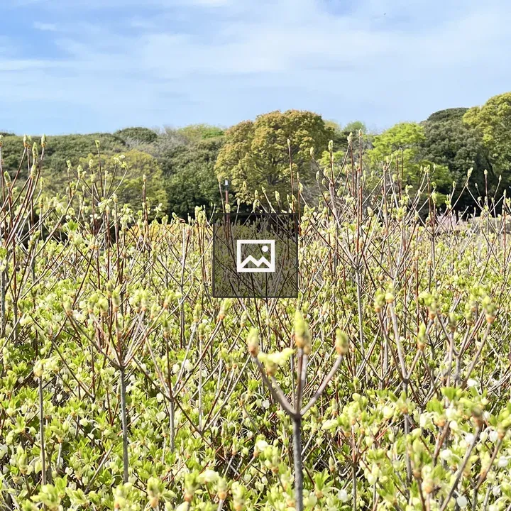 Field of saplings and mature trees