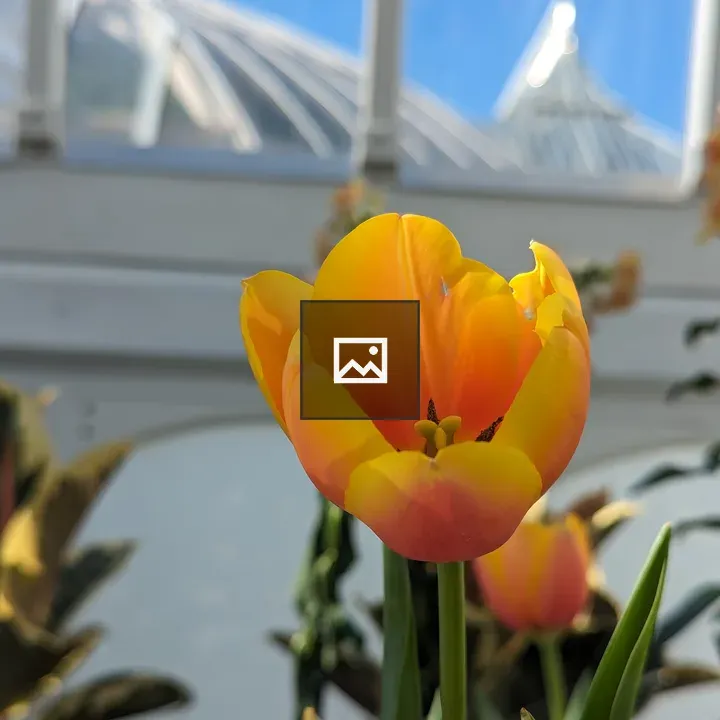 Yellow tulip by greenhouse window
