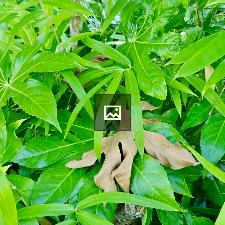 Fatsia japonica and bamboo Leaves