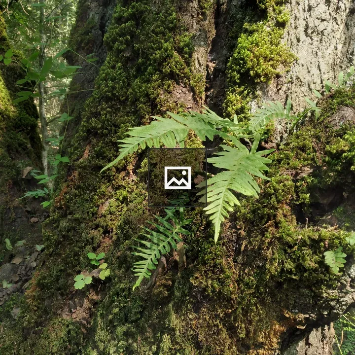 Bracken in forest