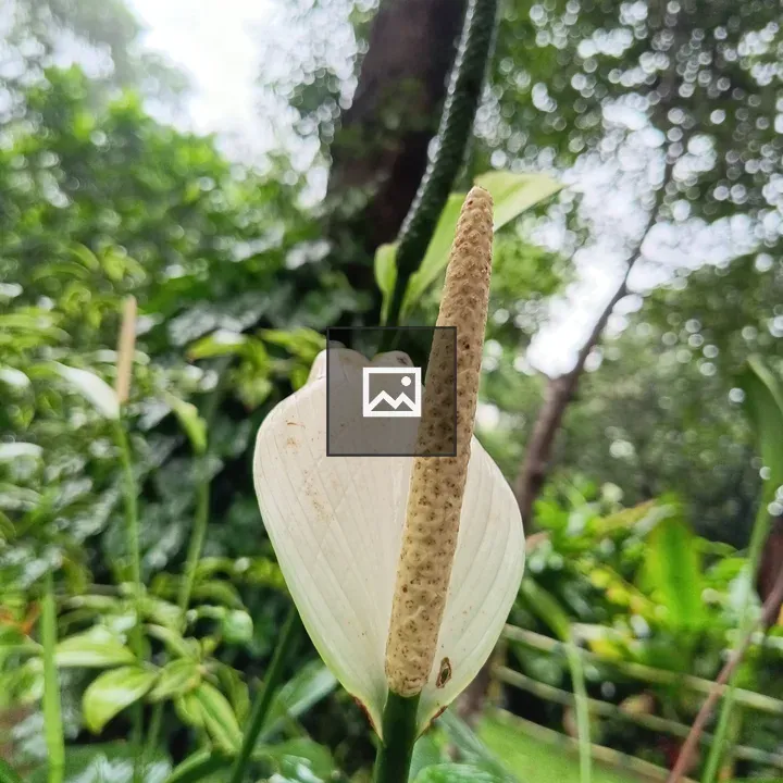 White Anthurium