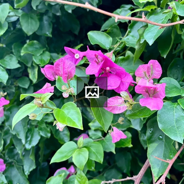 Bougainvillea with Green Leaves