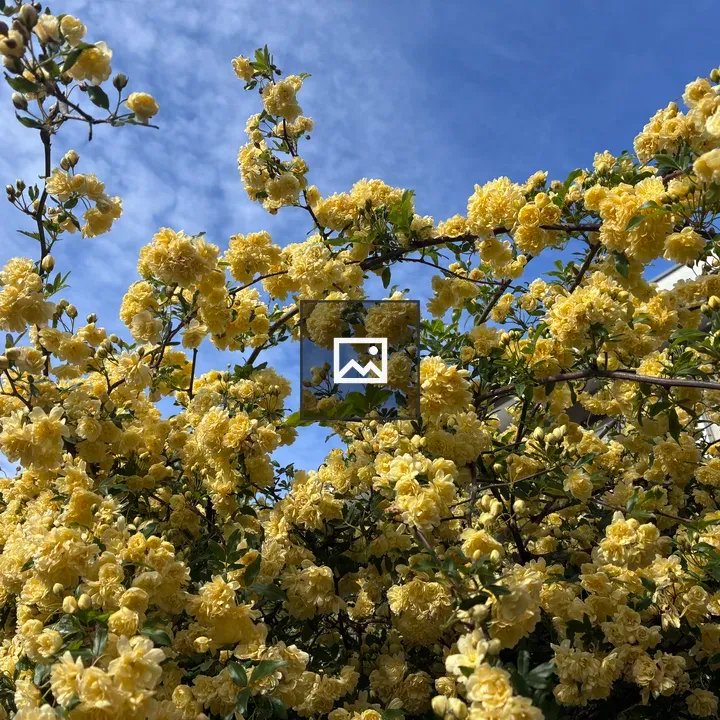 A flowering yellow bush close-up