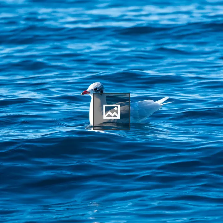 Seagull Side View on Sea