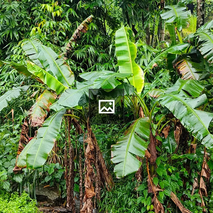 Banana Plantation After Rain