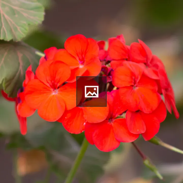 Cherry red flower close-up
