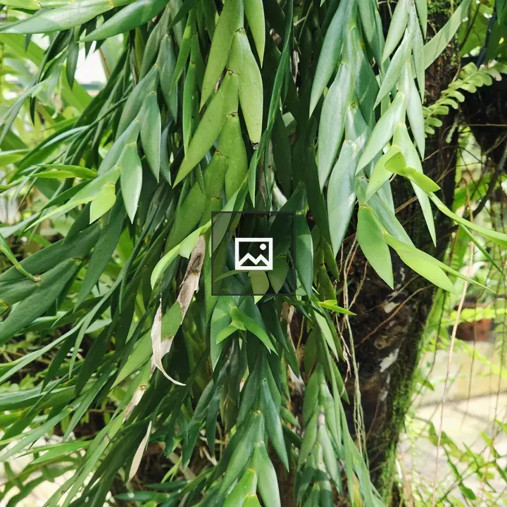 Long Green Leaves Curtain