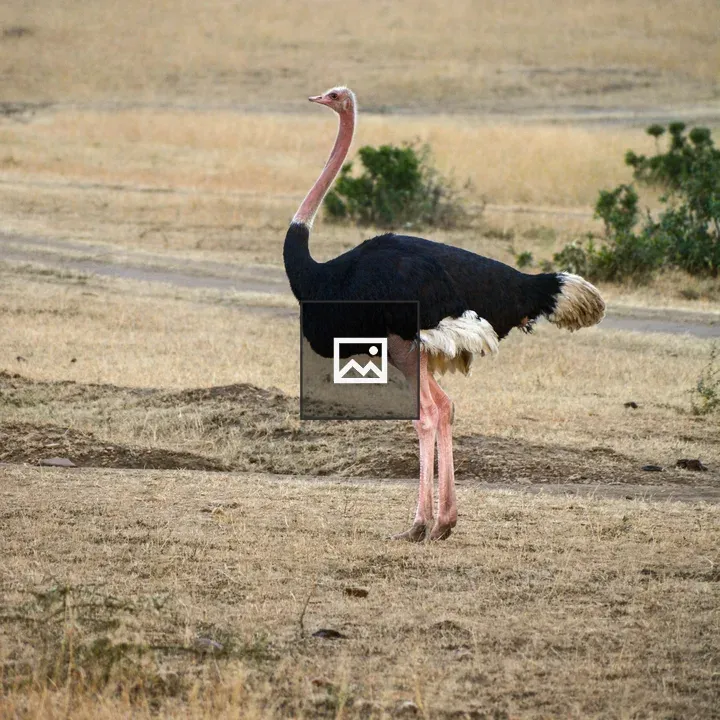 Ostrich in Masai Mara Grassland