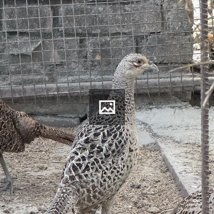 Kalij bird in cage