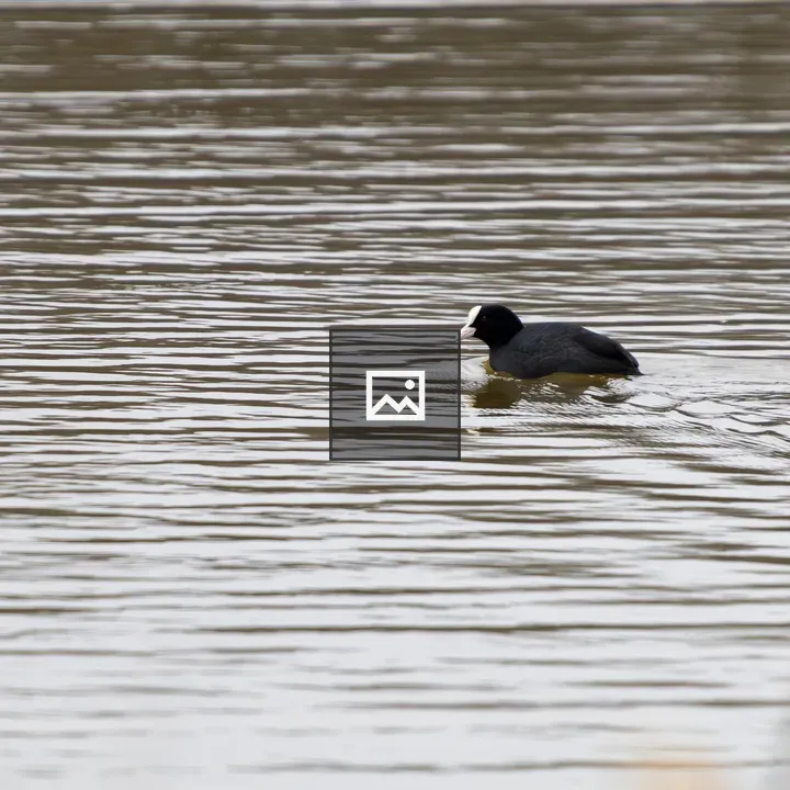 Black coot on water