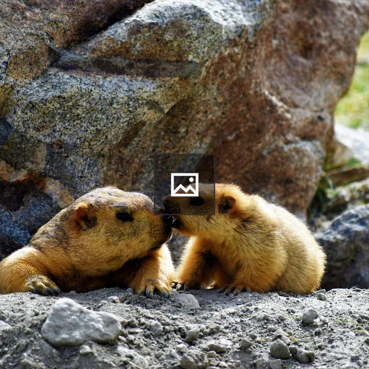 Himalayan Marmots Face Off