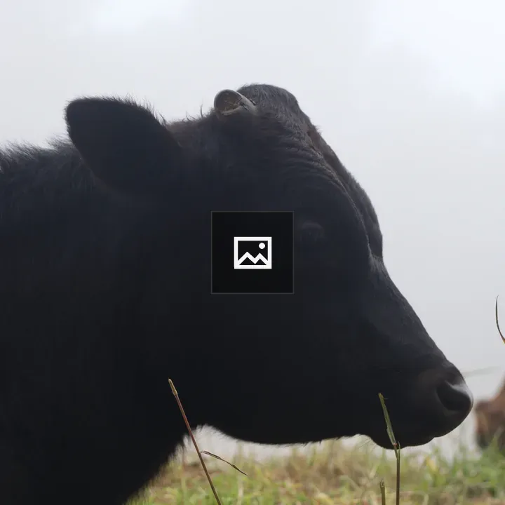 Black cow in grassy field