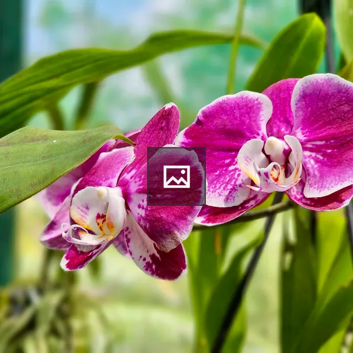 Orchid bloom in pink and white