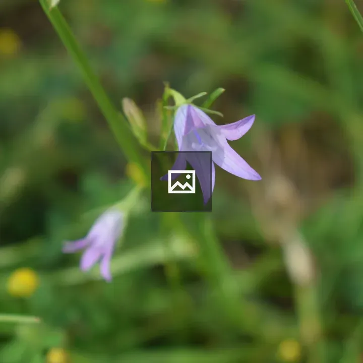 Close up of a purple flower