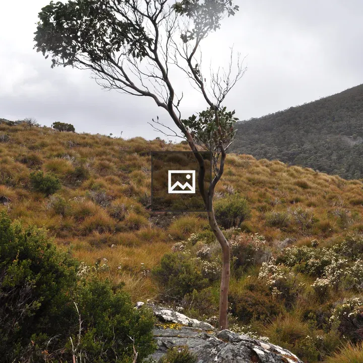 Cradle Mountain Landscape