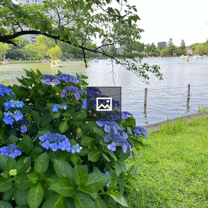 Hydrangea Flowers in Bloom