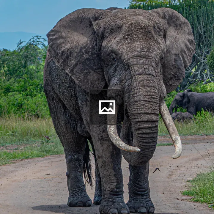 Elephant on Dirt Track