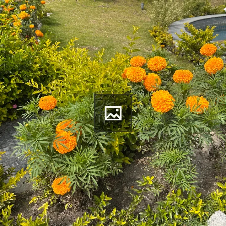 Marigold Cluster in Garden