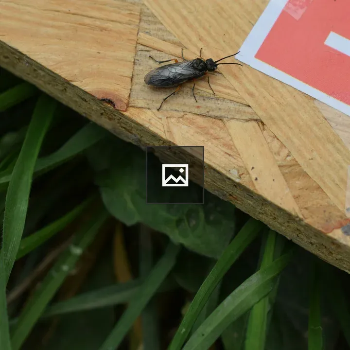 Black Insect on Wood Corner