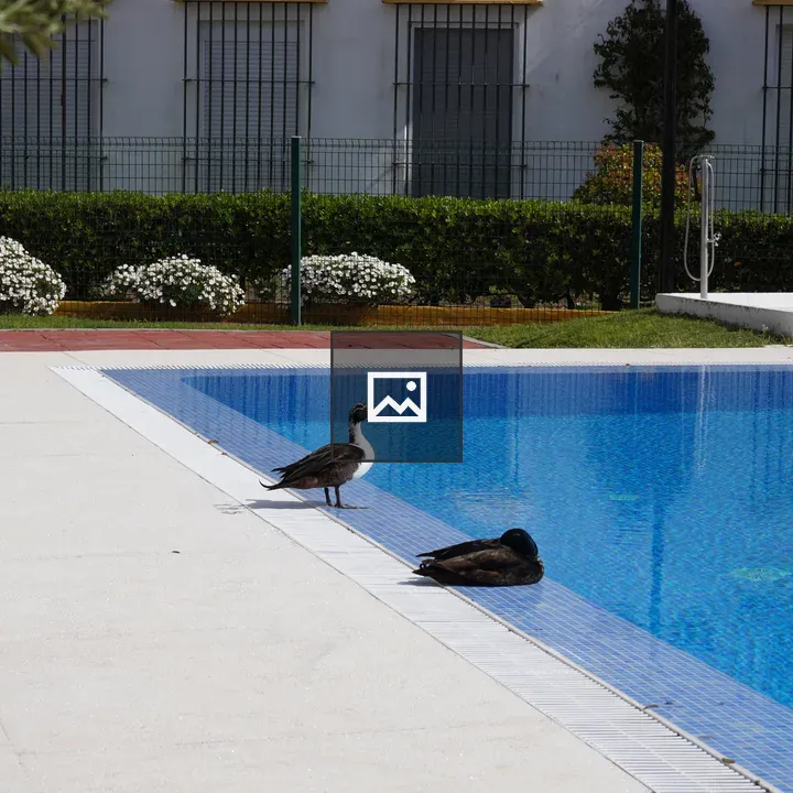 Two ducks by pool edge