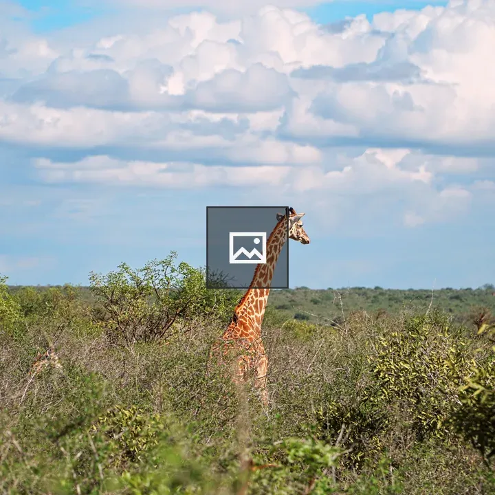 Giraffe in Africa