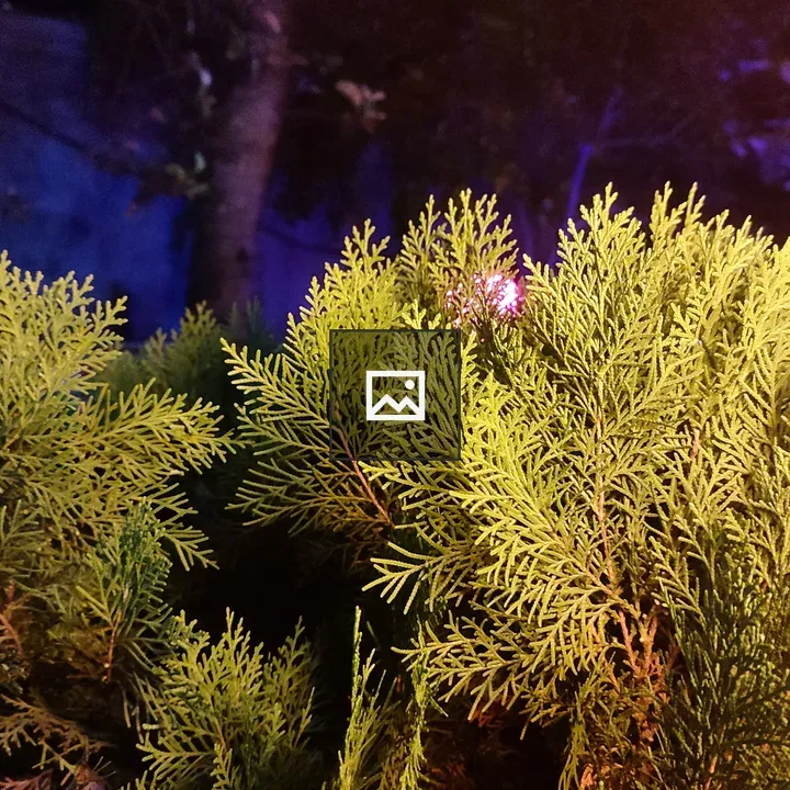 Nighttime conifer shrub close-up