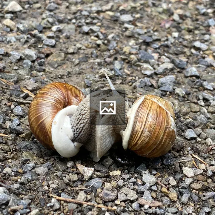 Two snails in love