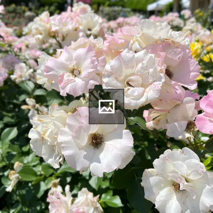 Pale pink roses in bloom