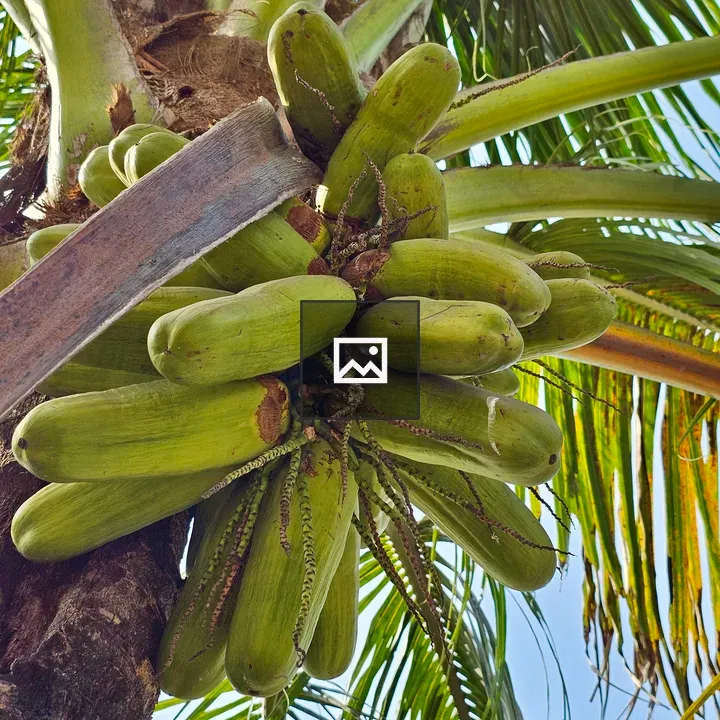 Cucumber-like coconuts on a tree