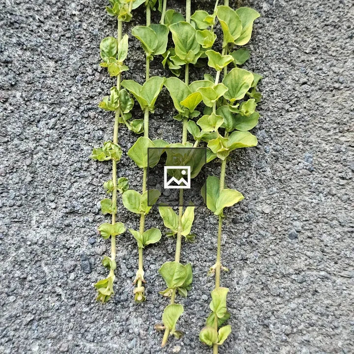 Green Vines on Stone Wall