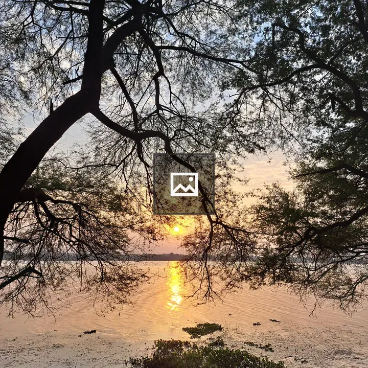 Sunset through riverside trees