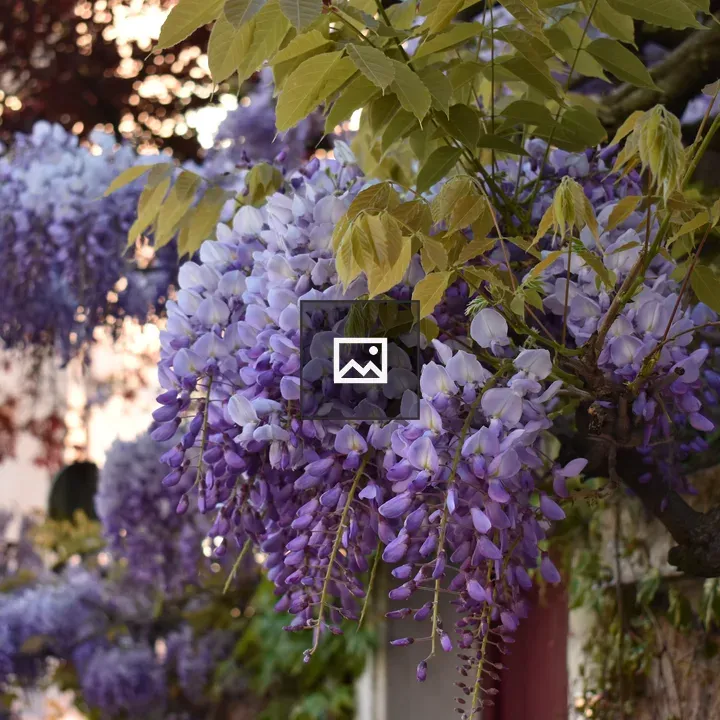 Wisteria Cluster in Bloom