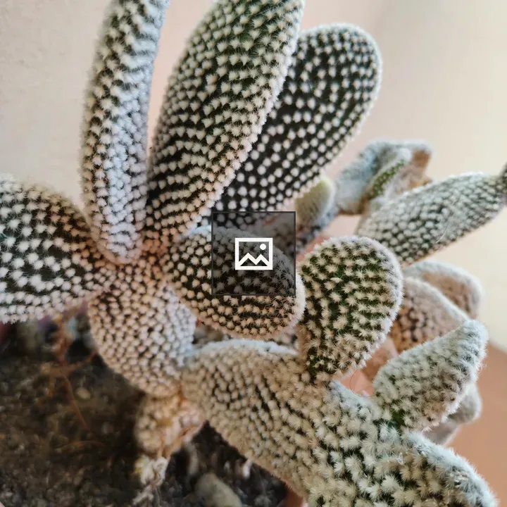 Cactus with White Dots